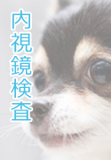 内視鏡検査