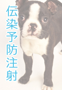 伝染予防注射